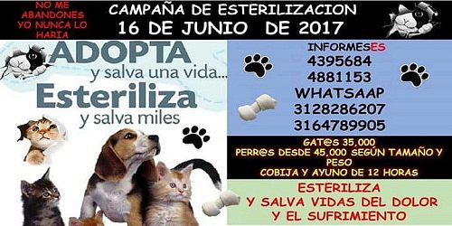 MASCOTAS TRAVIESAS CALI
