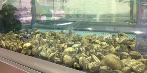 Isola Fish