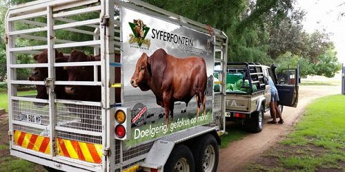 Syferfontein Bonsmaras