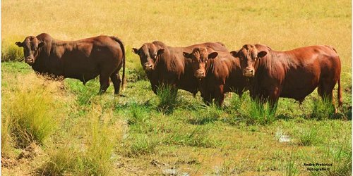 Syferfontein Bonsmaras