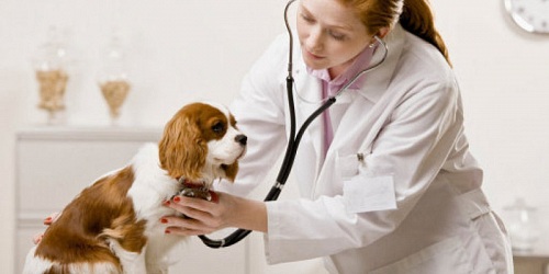Clínica Veterinaria FRAGA