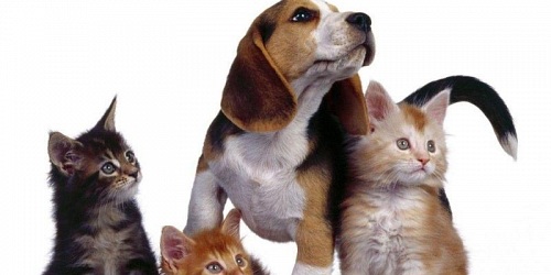 Clínica Veterinaria FRAGA