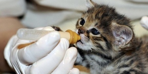 Clínica Veterinaria FRAGA