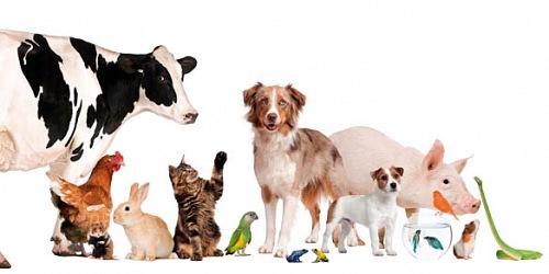 Clínica Veterinaria FRAGA