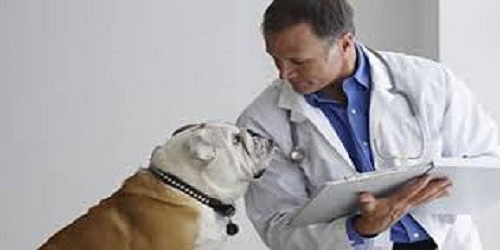 Veterinaria CAMINOS