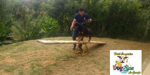 DOG SPA MOVIL
