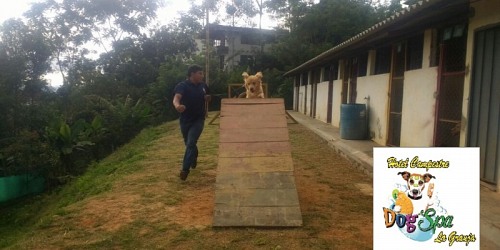 DOG SPA MOVIL