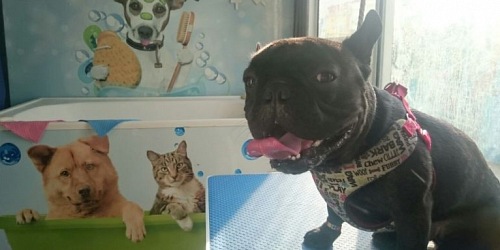 DOG SPA MOVIL