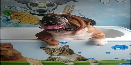 DOG SPA MOVIL