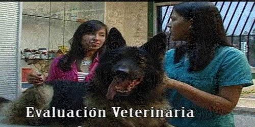 CENTRO VETERINARIO DOCENTE DON BLAS, C.A