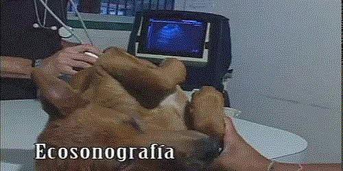 CENTRO VETERINARIO DOCENTE DON BLAS, C.A