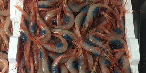 SAPORE DI MARE PESCHERIA RIBERA