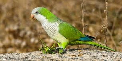 VETERINARIA COVEFON