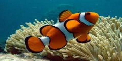 VETERINARIA COVEFON