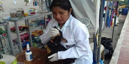 CLÍNICA VETERINARIA EN CUENCA - CLÍNICA VETERINARIA FAUNA