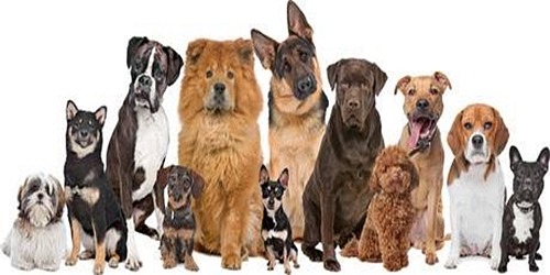 CLÍNICA VETERINARIA EN CUENCA - CLÍNICA VETERINARIA FAUNA