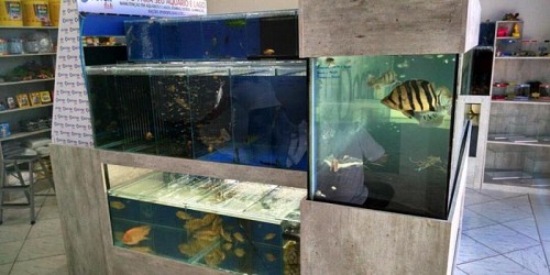 Doctor Fish Aquarismo