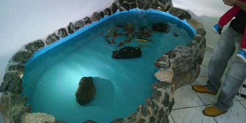 Doctor Fish Aquarismo
