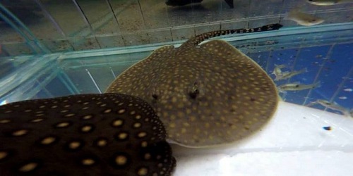 Doctor Fish Aquarismo