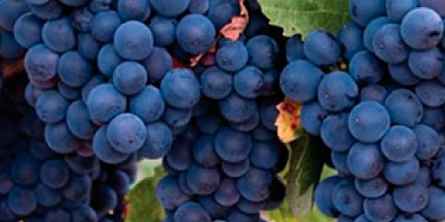 Vino Artesanal Cali