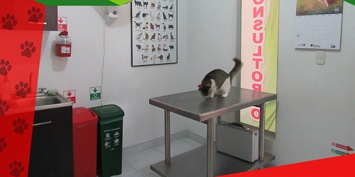 Clínica Veterinaria Can y Cat's