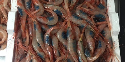 PESCHERIA IL CORALLO SCIACCA