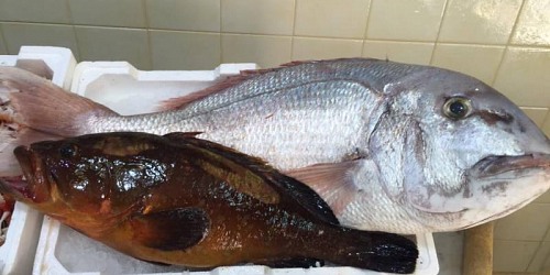 PESCHERIA IL CORALLO SCIACCA