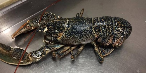 PESCHERIA CHIOSCO AZZURRO SCIACCA