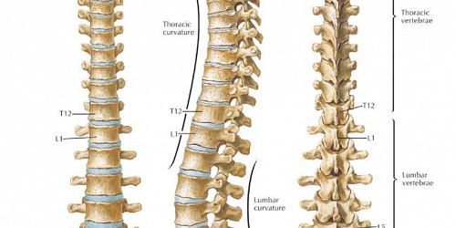 SHIATSU RIBERA DOTT.SSA SILVANA BRUCCOLERI