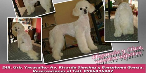 HUELLITAS Pet Fashion Peluqueria Canina SIN SEDANTES