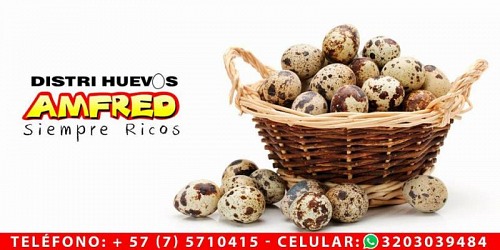 DISTRIHUEVOS AMFRED