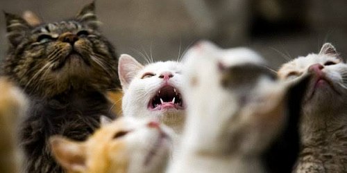 HILLTOP ANIMAL OUTREACH
