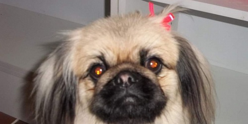 Happy Dog Salon & Daycare