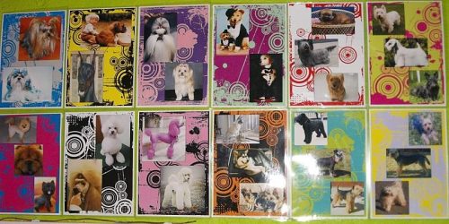 Happy Dog Salon & Daycare