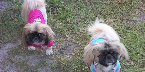 Happy Dog Salon & Daycare
