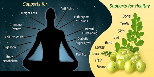 Liv's Perfect Life Moringa