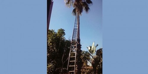 Budget Palm Trimming