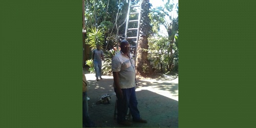 Budget Palm Trimming