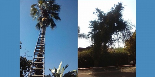 Budget Palm Trimming