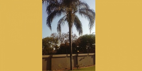Budget Palm Trimming