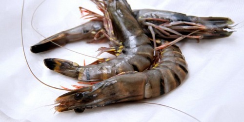 LM Prawn