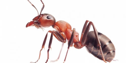 Value Pest Control