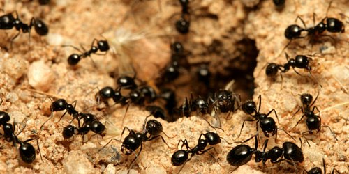 Value Pest Control
