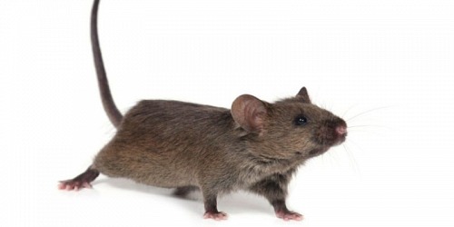 Value Pest Control