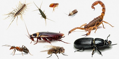 Value Pest Control