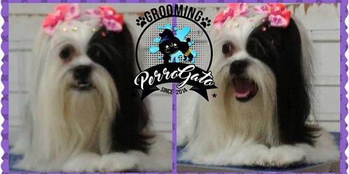 PERROGATO