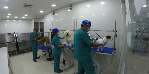Veterinaria Clínica Don Perro