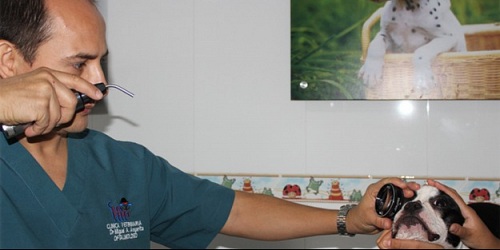 Veterinaria Clínica Don Perro