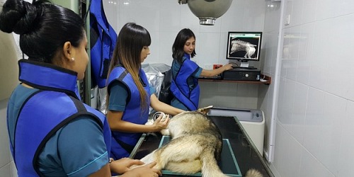 Veterinaria Clínica Don Perro