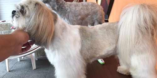 SPA DOGLEGS CANINO Y FELINO